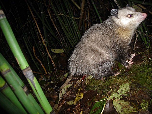 Extra small opossum